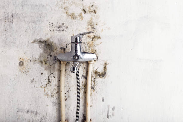 Best Professional Mold Removal  in Helena, MT