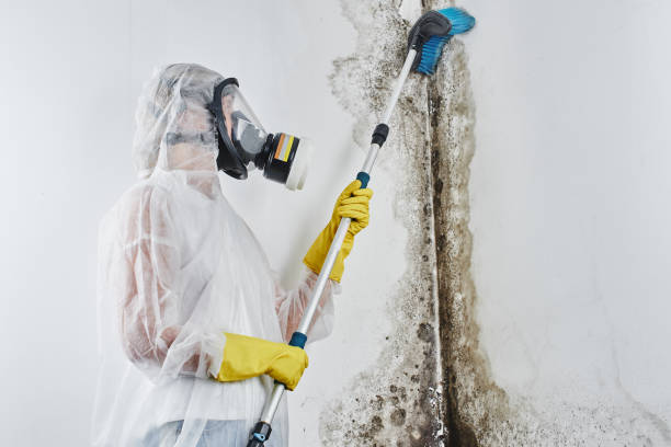 Best Certified Mold Removal  in Helena, MT