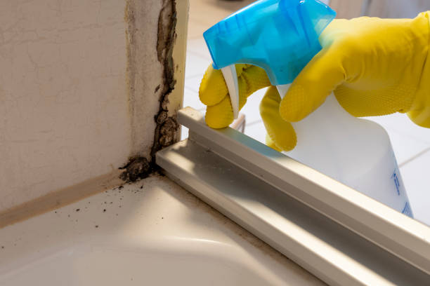 Best Toxic Mold Removal  in Helena, MT