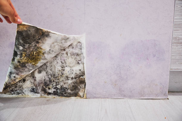 Best Fast Mold Removal  in Helena, MT